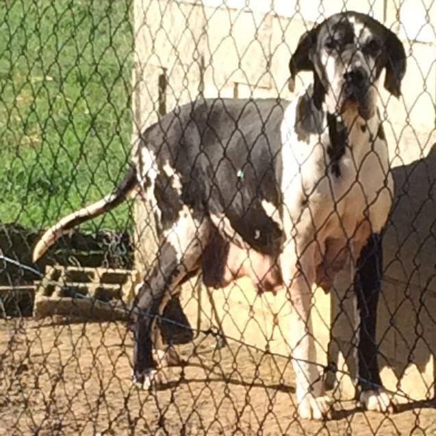 Louisiane von Doggen Kaiser