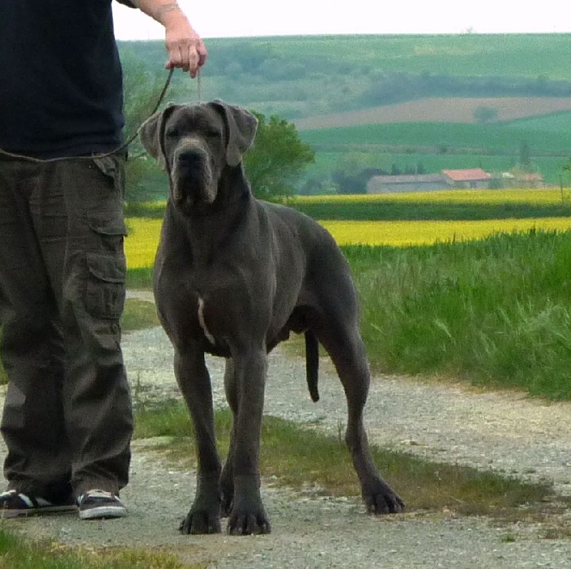 Heracles von Doggen Kaiser