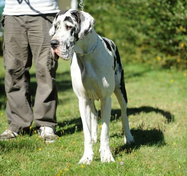 Hermine von Doggen Kaiser