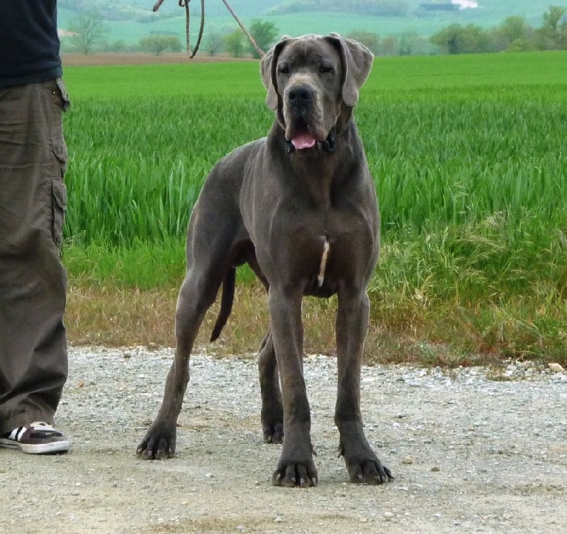 Heracles von Doggen Kaiser