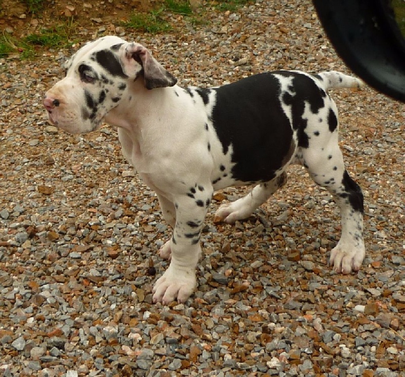 Lucky you von Doggen Kaiser