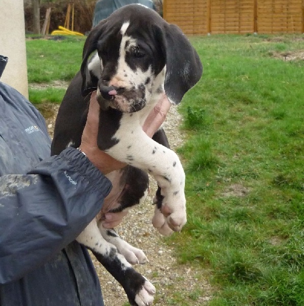 Louisiane von Doggen Kaiser