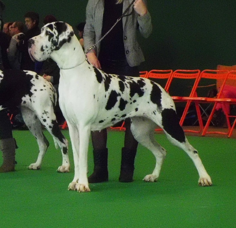 Hermine von Doggen Kaiser