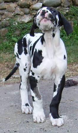 Edelweiss du ruisseau de Montbrun