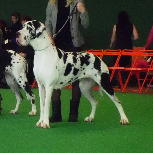 Hermine von Doggen Kaiser