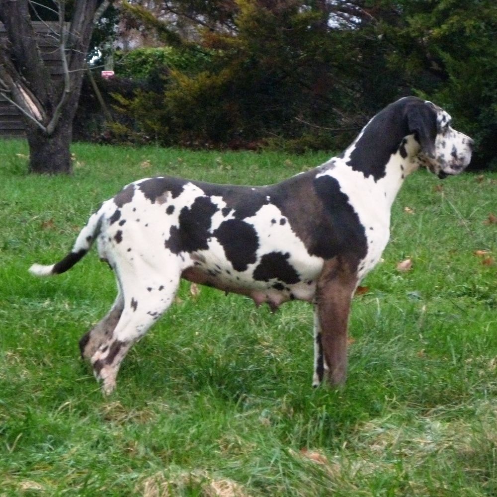 Plume von Doggen Kaiser