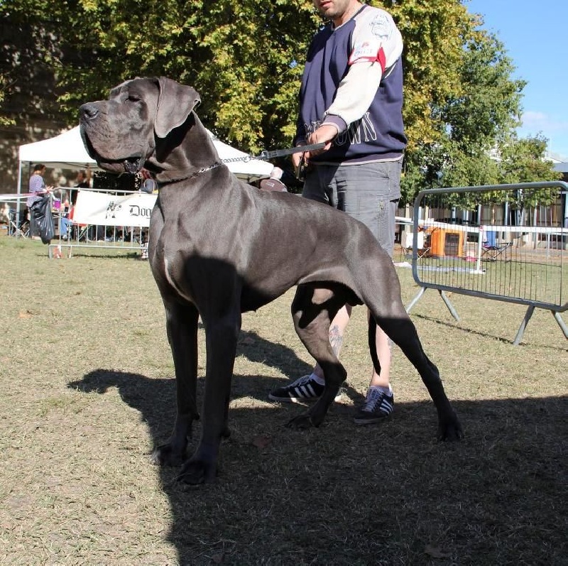 Heracles von Doggen Kaiser