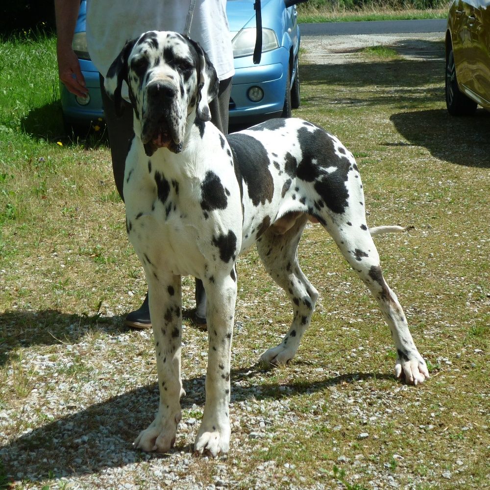 Uriel von Doggen Kaiser