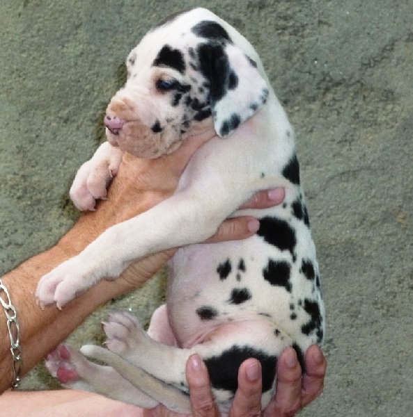 Hermine von Doggen Kaiser