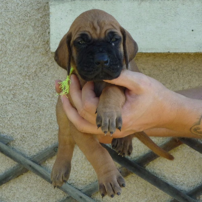 Lafayette von Doggen Kaiser