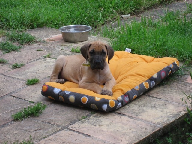 Domane von Doggen Kaiser