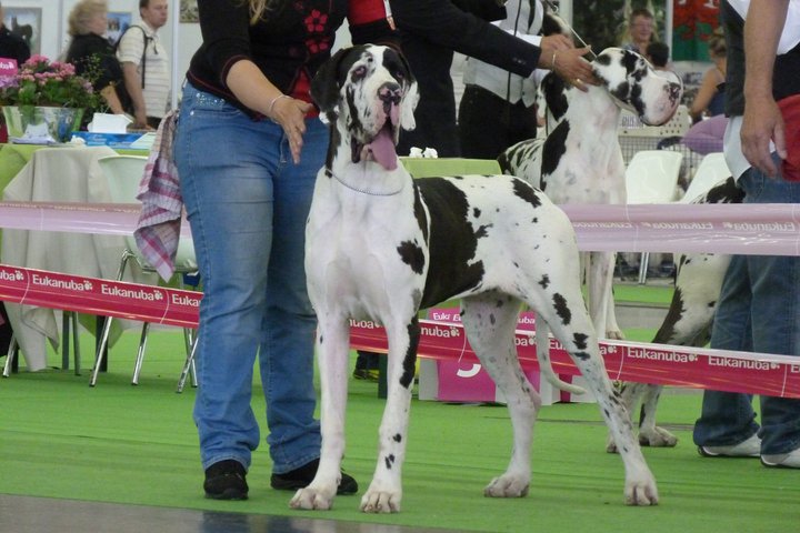 Fée mélusine von Doggen Kaiser