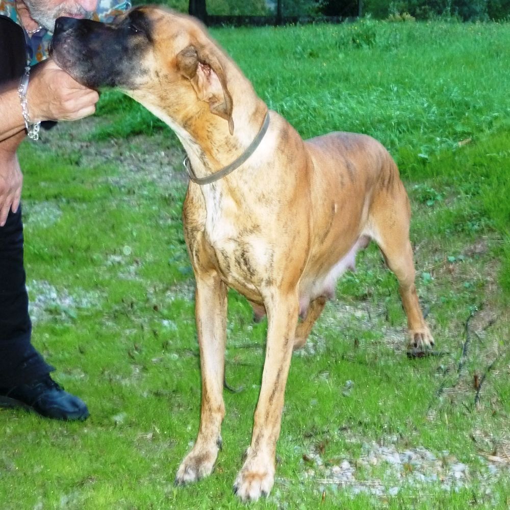 Pearl von Doggen Kaiser
