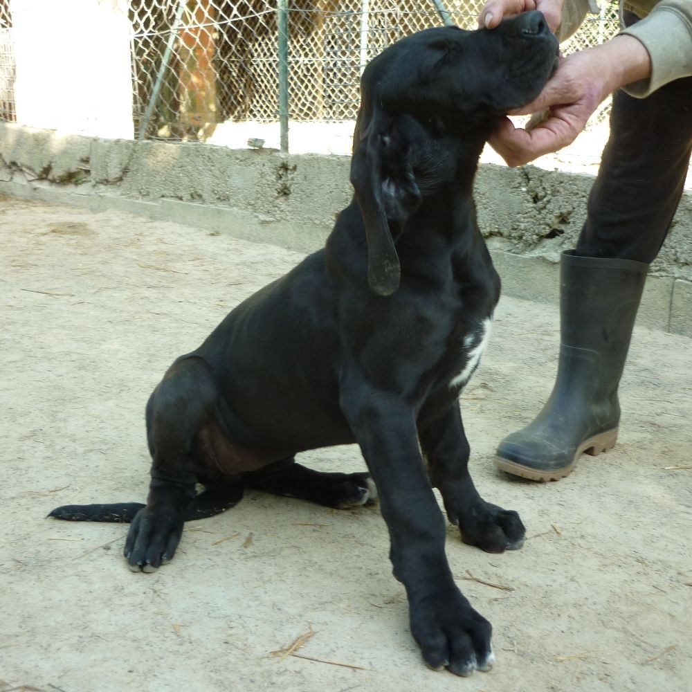 von Doggen Kaiser - Chiots disponibles - Dogue allemand
