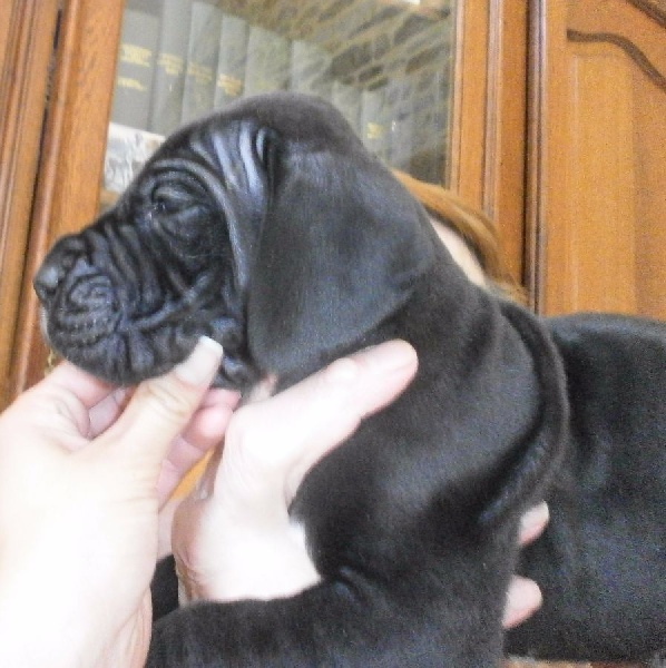 von Doggen Kaiser - Dogue allemand - Portée née le 06/04/2015