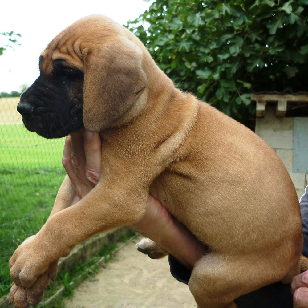 von Doggen Kaiser - Chiots disponibles - Dogue allemand