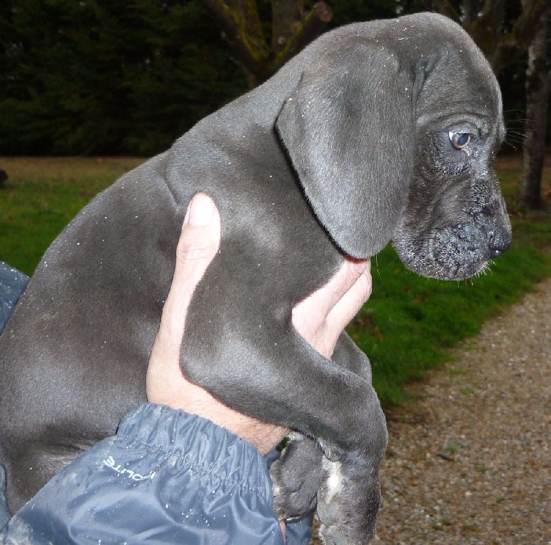 von Doggen Kaiser - Dogue allemand - Portée née le 21/11/2015