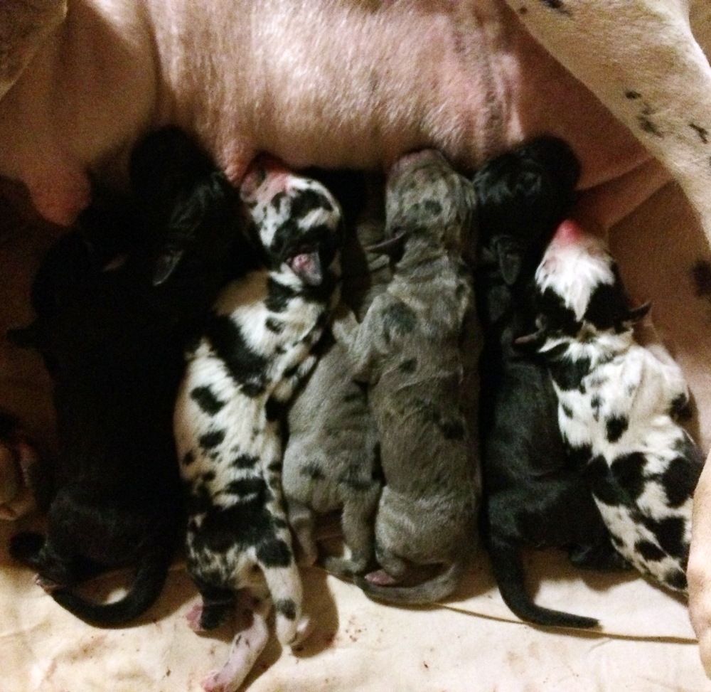 Chiot Dogue allemand von Doggen Kaiser